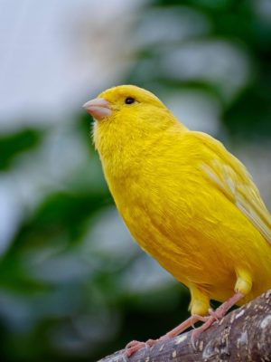 03A.canary-$50-weekly