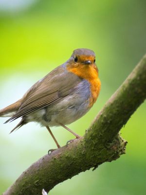 05A.robin-$250-monthly