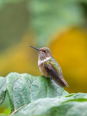09A.nightingale1